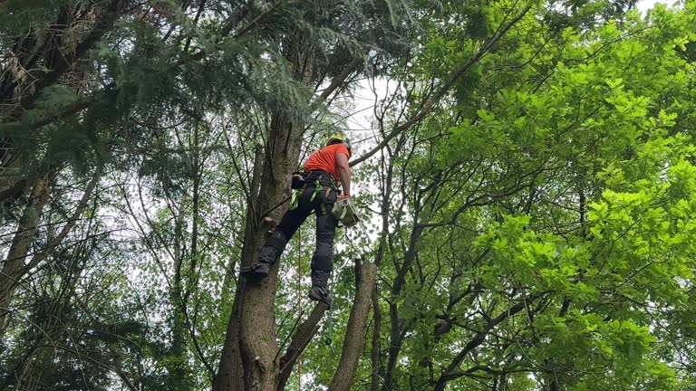 Best Commercial Tree Services  in Chamberlayne, VA